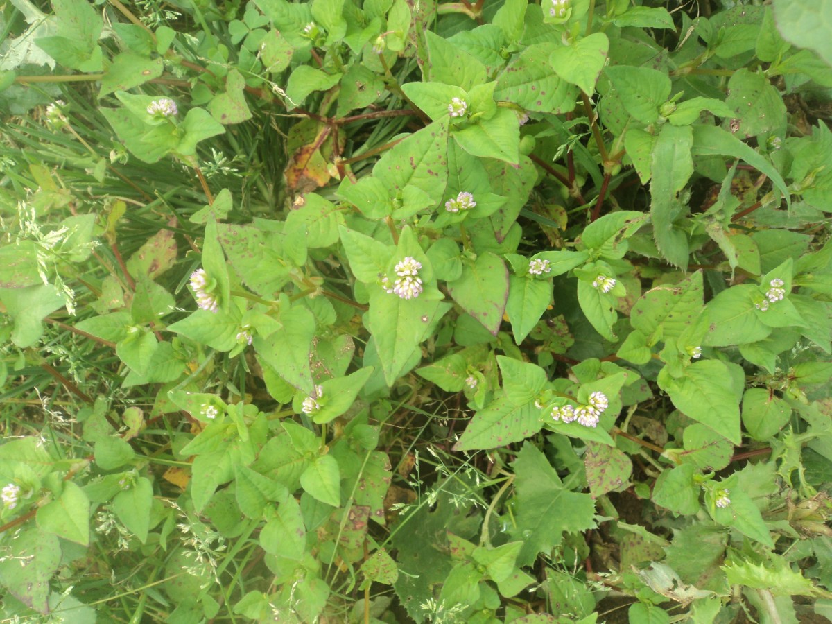 Persicaria nepalensis (Meisn.) H.Gross